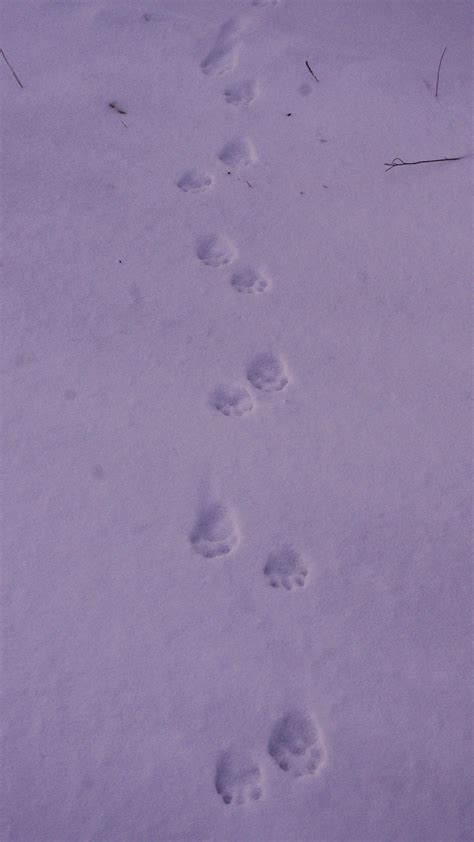 Fisher Cat Tracks - Viewing Gallery