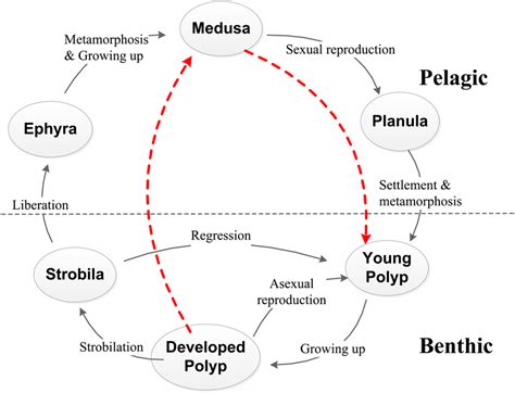 Schematic diagrams of general life cycle of a scyphozoan jellyfish. The ...