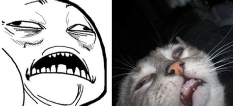 Cats As Rage Faces (18 pics)