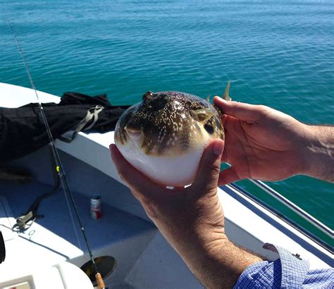 Sunday, 4/6/14, Captiva Fishing Report: Blowfish caught and released ...