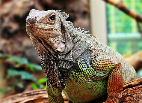 Guía para tener una iguana: cuidados, consejos y accesorios imprescindibles