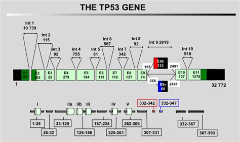 The TP53 Website - The TP53 gene