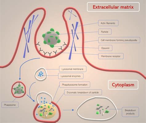 Phagocytosis Pathway