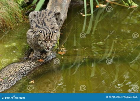 Beautiful and Elusive Fishing Cat in the Nature Habitat Near Water. Stock Photo - Image of ...