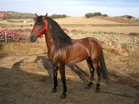 Edit free photo of Horse,horse riding,field,steed,animal - needpix.com