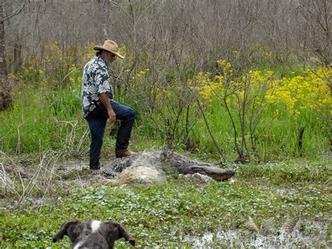 Louisiana Swamp Tours: Louisiana Swamp Tour With Alligators