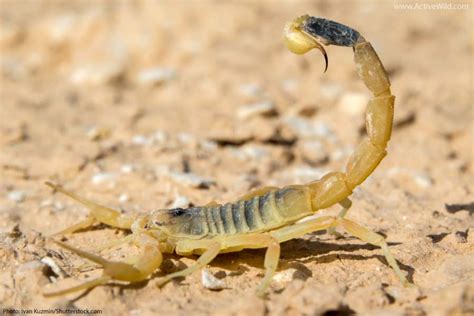 Deathstalker Scorpion Facts, Pictures & Info. Meet A Deadly Scorpion