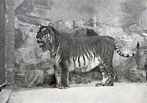 The Caspian Tiger used to live through Central Asia. However, after habitat loss and active ...