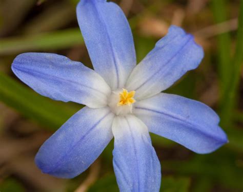 What is Siberian Squill? (with pictures)