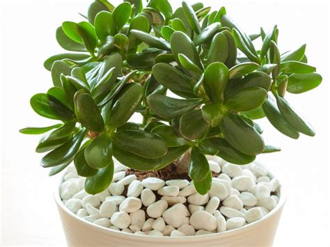 How To Care For A Jade Plant