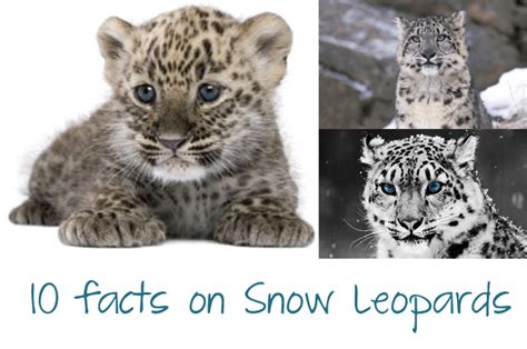 Leopard Identification Project: 10 facts on Snow Leopards