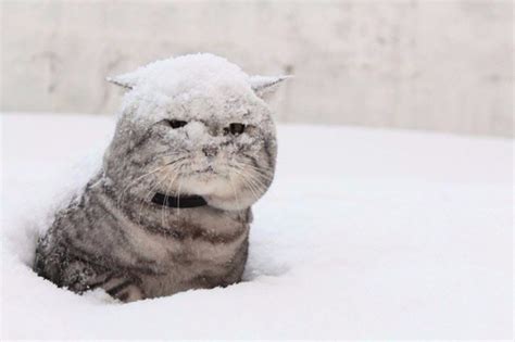 Create meme "the first snow, cat in snow meme, cat in the snow" - Pictures - Meme-arsenal.com