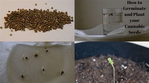 How To Start Cannabis Seeds - Respectprint22