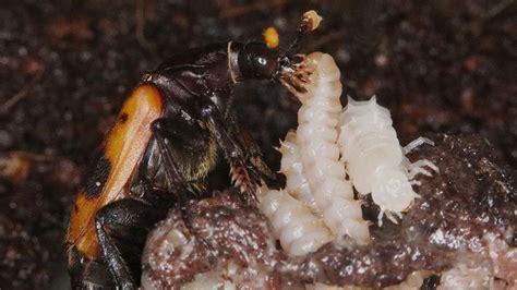 Watch baby beetles beg for a meal of rotting flesh | Science | AAAS