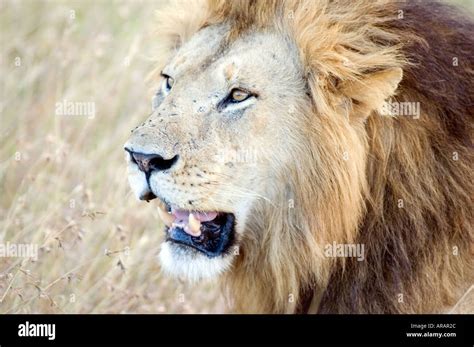 A male lion of the pride of lions, strolling on the Masai Mara, Kenya ...