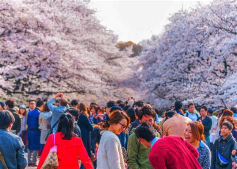 Japan in Spring: Tips for Enjoying Cherry Blossom Festivals in Japan ...