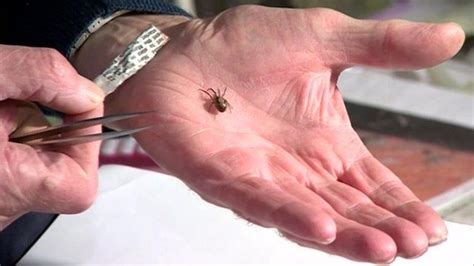 False widow sightings: Meet the county spider counter - BBC News