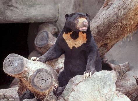 Malayan Sun Bear Endangered Populations in Habitats ~ planetanimalzone