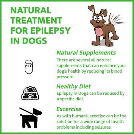 Natural Remedies for Epilepsy in Dogs & Seizures | Prana Pets