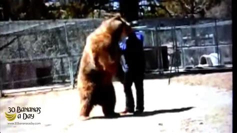 FATAL Bear Attack Caught On Camera or just a bit of bear play? - YouTube