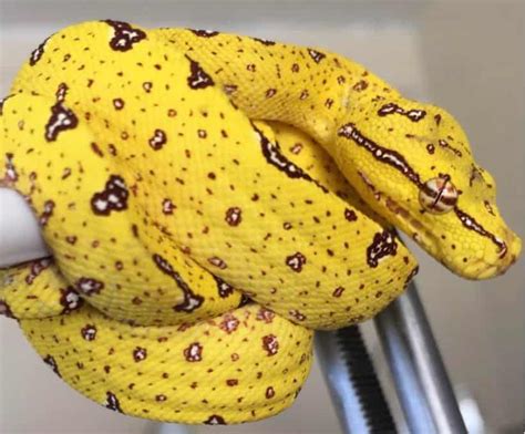 13 Incredible Green Tree Python Morphs and Localities