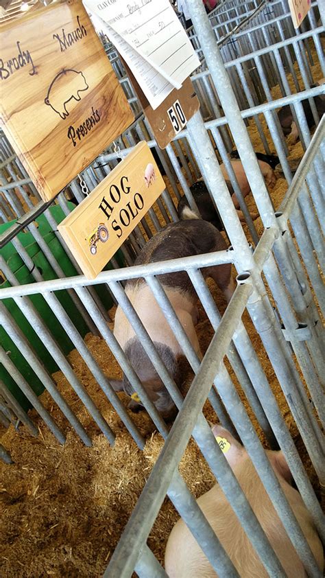 Quick look at livestock exhibit (pigs) at Clay County Fair