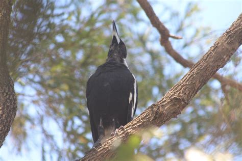 Magpie Song by GallopandStorm on DeviantArt