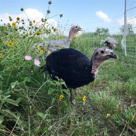 How to Raise Heritage Turkeys - Red Rock Farmstead