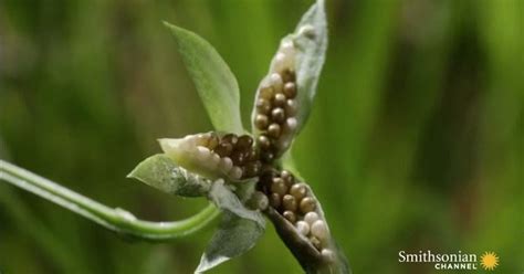 Cool Slow-Mo Video Of Exploding Plants Will Change The Way You Look At ...