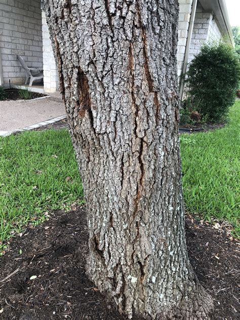 Live oak tree bark issue - Ask Extension