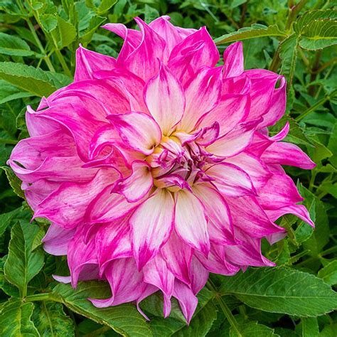 Colorado Classic Dahlia | Brecks Premium Bulbs