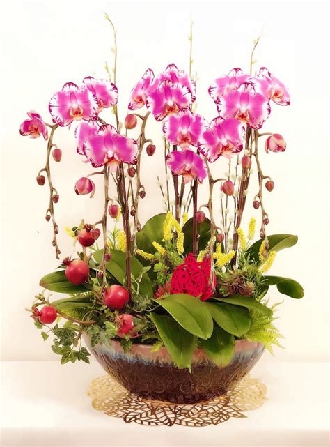 Chinese New Year orchid | Chinese new year flower, Orchids, Flowers