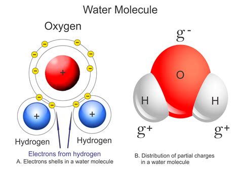 Draw A Water Molecule And Label The Partial Charges - Drawing.rjuuc.edu.np