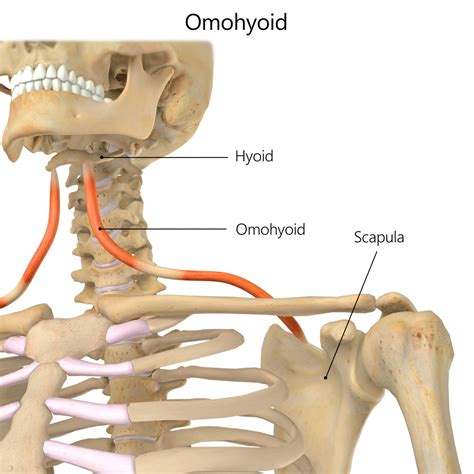 Omohyoid (neck) | Rehab My Patient