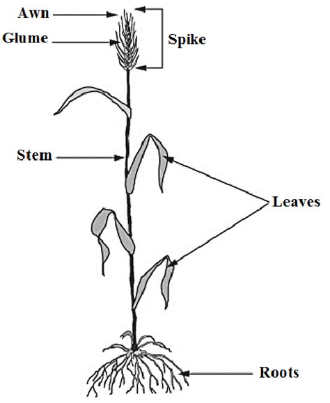 Morphology of wheat plant showing spike (head) | Download Scientific Diagram