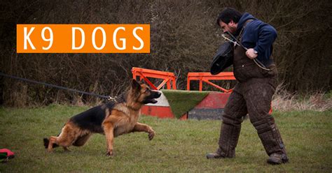 What is a K9 Dog? K9 Dog Breeds, Training & Duties | MEC Security