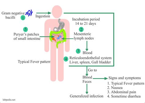 Enteric fever – Part 3 – Typhoid / Enteric fever Diagnosis, Widal test ...