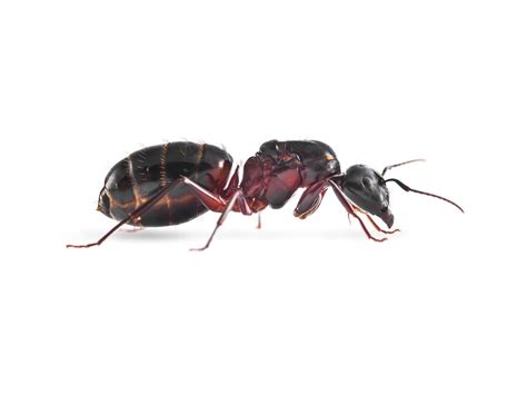 Camponotus ligniperda czyli największa Europejska mrówka - Ant3D – najlepsze formikaria na rynku :)