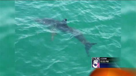 California surfer injured in shark attack, beaches closed