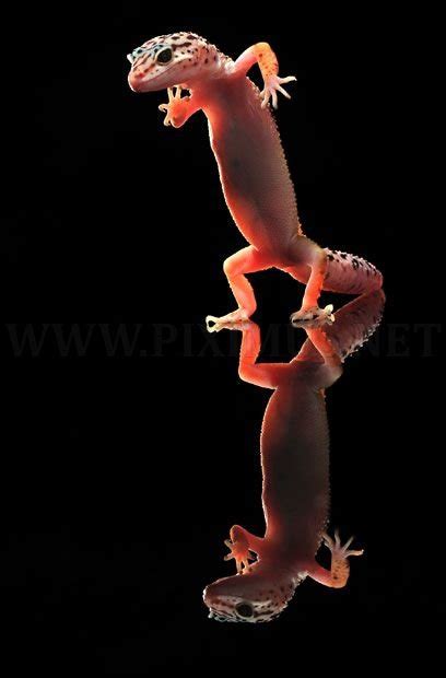 Dancing Geckos | Animals