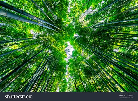 Tall Bamboo Forest Stock Photo (Edit Now) 713324947