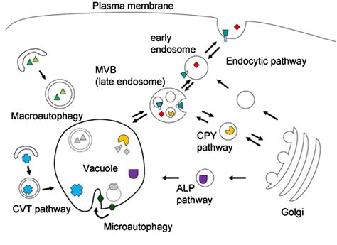 Figure 2 from The yeast lysosome-like vacuole: endpoint and crossroads. | Semantic Scholar