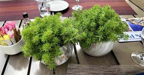 10 Top Coffee Table Plants