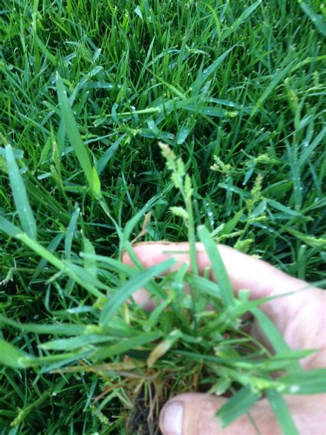 Rye grass growing up through new turf | LawnSite™ is the largest and ...