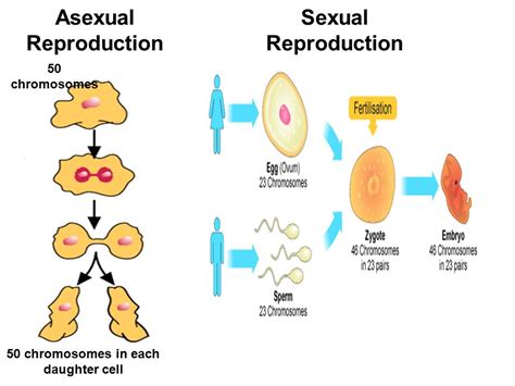 Asexual & Sexual Reproduction | 82 plays | Quizizz