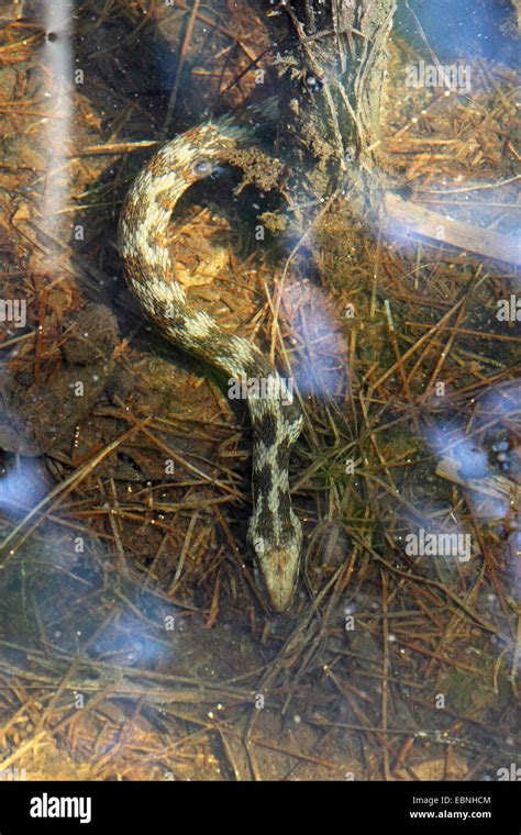 Banded water snake (Nerodia fasciata), snake lying under water, USA ...