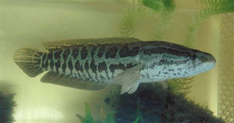 Northern Snakehead – Profile and Resources | Invasive Species Centre