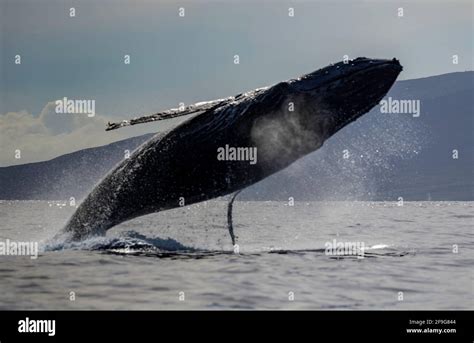 Humpback Whale Breaching out of Maui, Hawaii, USA Stock Photo - Alamy