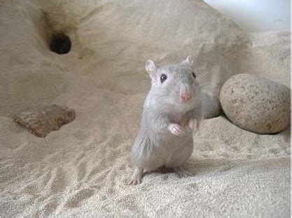 Gerbil cages + Bedding - Gerbil care guide