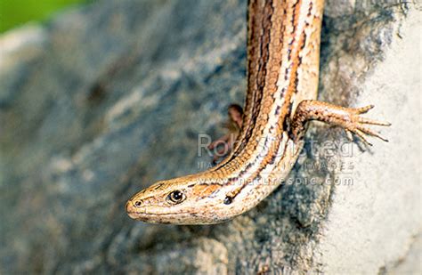 Northern grass skink, or Common Skink (Oligosoma polychroma), New Zealand (NZ). Stock photo from ...